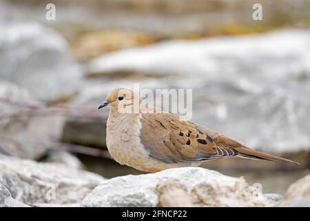 Dourning Dove, (Zenaida macroura), oiseau Banque D'Images