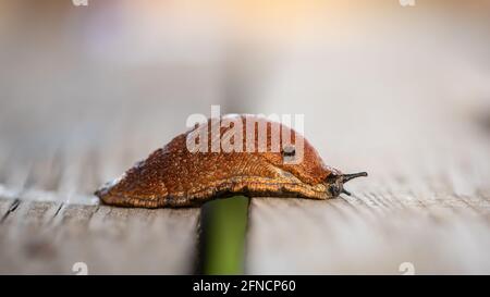 L'escargot rouge rampant sur des planches en bois jusqu'au potager. Parasites et mauvaises récoltes. Également connu sous le nom de Slug espagnol ou Arion vulgaris. Banque D'Images