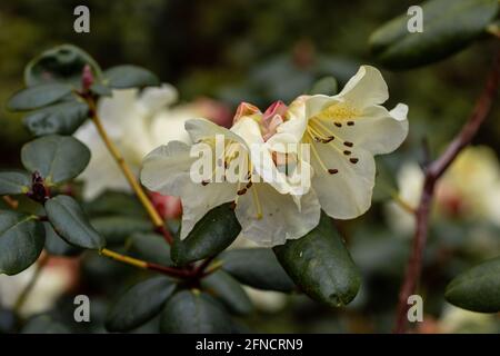 Gros plan des fleurs de Rhododendron doré jaune citron ressort Banque D'Images