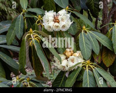 Rhododendron macabeanum en fleur au printemps Banque D'Images