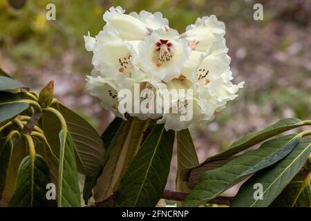 Gros plan des fleurs de macabeanum de Rhododendron jaune au printemps Banque D'Images