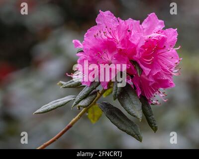 Fleur rose vif de Rhododendron Osara au printemps Banque D'Images