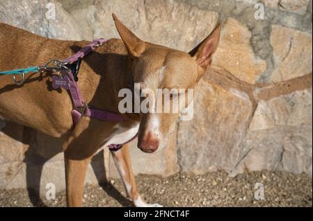 Chien de chasse de la race Posenco assis au soleil. Animal Banque D'Images