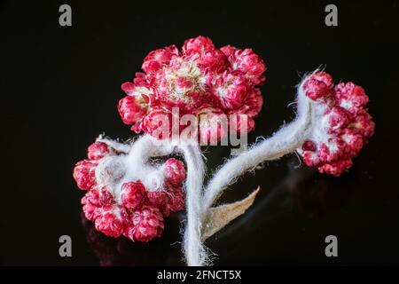 Helichrysum Sanguineum - alias fleurs rouges persistantes, Bélé rouge, floraison à la fin du printemps dans la région méditerranéenne, les montagnes de Judée, Israël. Fleurs éternelles. Photo de haute qualité Banque D'Images