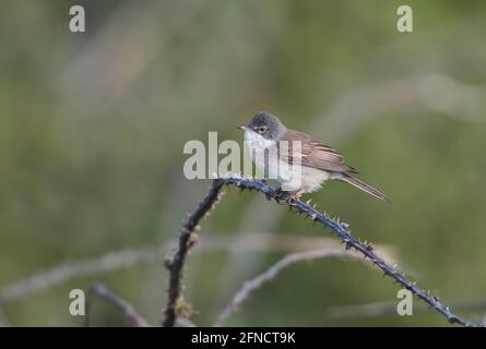 La Fauvette grisette (Sylvia communis) Banque D'Images