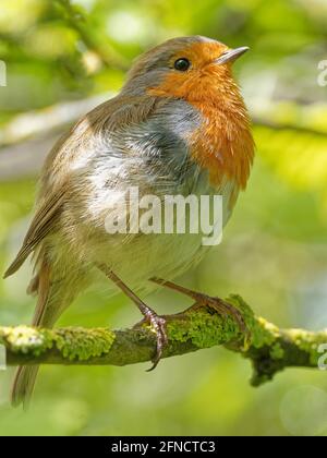 À Fairburn ings, une réserve naturelle de RSPB à Leeds, dans le West Yorkshire Banque D'Images