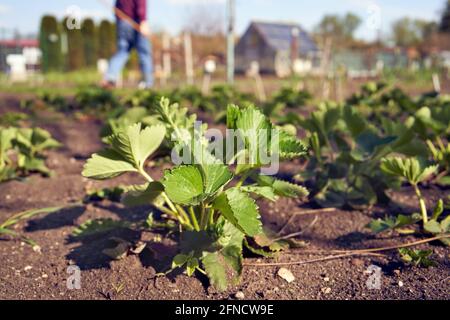 De jeunes plants de fraises poussent à l'extérieur dans un jardin au printemps Banque D'Images