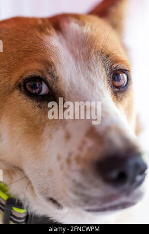 Plan de tête d'un chien mongrel brun et blanc calmement repos Banque D'Images