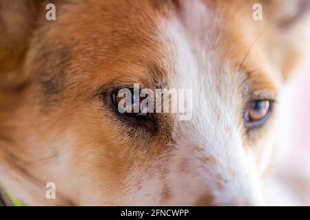 Plan de tête d'un chien mongrel brun et blanc calmement repos Banque D'Images