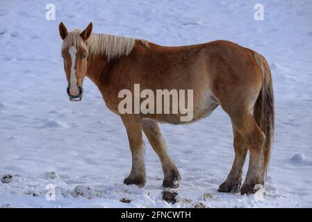 Chevaux dans certaines prairies de la vallée d'Espinavell, après une chute de neige (Ripollès, Catalogne, Espagne, Pyrénées) ESP: Caballos en unos prados nevados Banque D'Images