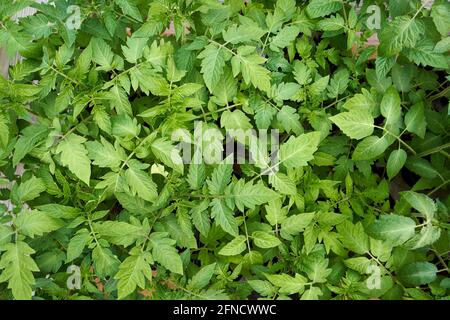 Feuilles vertes de plants de tomates, vue du dessus Banque D'Images