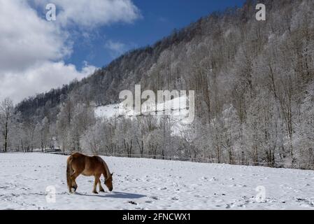 Chevaux dans certaines prairies de la vallée d'Espinavell, après une chute de neige (Ripollès, Catalogne, Espagne, Pyrénées) ESP: Caballos en unos prados nevados Banque D'Images