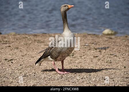 Gros plan sur l'OIE des Graylag (Anser anser) Portrait complet en profil droit sur la rive du lac de la réserve naturelle au printemps en Angleterre Banque D'Images