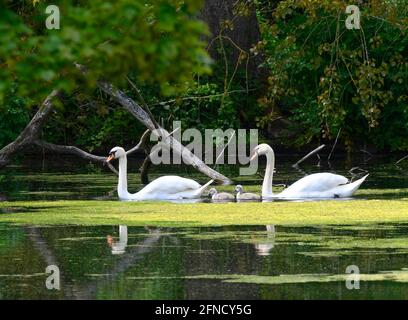 Une paire de belle Mute Swan (Cygnus olor) en posture classique avec deux cygnets Banque D'Images