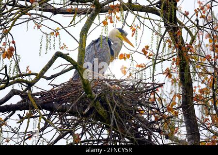 Un héron gris (Ardea cinerea) se tient à la garde de son nid, faisant partie d'une grande maçonnerie en hauteur dans les arbres du parc Stanley, Blackpool, Lancashire, Royaume-Uni Banque D'Images