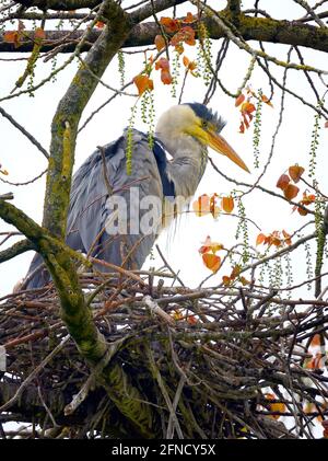 Un héron gris (Ardea cinerea) se tient à la garde de son nid, faisant partie d'une grande maçonnerie en hauteur dans les arbres du parc Stanley, Blackpool, Lancashire, Royaume-Uni Banque D'Images