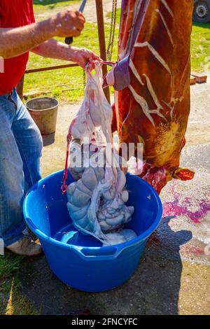 Le boucher enlève les intestins, les abats des entrailles du porc avec un couteau et les place dans un grand bol en plastique, traitement de la viande à la boucherie extérieure. Banque D'Images