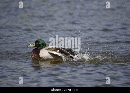 Canard colvert mâle (Anas platyrhynchos) naquant de droite à gauche sur le lac de la réserve naturelle avec ciel bleu reflété dans l'eau au printemps au Royaume-Uni Banque D'Images