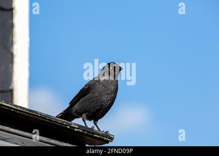 Une jaquette perchée sur un toit, avec un ciel bleu derrière Banque D'Images