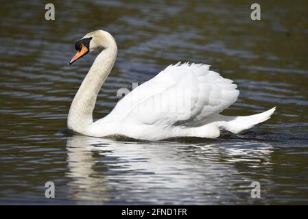 Gros plan sur l'affichage de Male Mute Swan (Cygnus olor) dans le profil gauche natation sur un lac de réserve naturelle et reflété dans l'eau au printemps au Royaume-Uni Banque D'Images