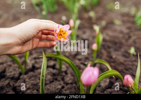 Jardinier tenant de la tulipe botanique rose poussant dans le jardin de printemps. Variété d'émerveillement lilas. Fleurs fleurir à l'extérieur en mai. Gros plan Banque D'Images