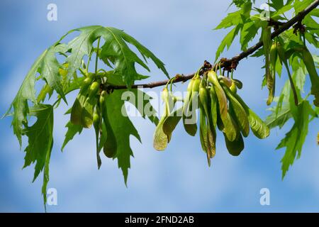 Acer saccharinum feuilles argent érable graines samaras Banque D'Images