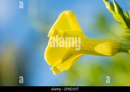 Gros plan de la droite jaune fleurs Tecoma en fleur contre le ciel bleu. Mise au point sélective. Amérique du Nord, Mexique Banque D'Images