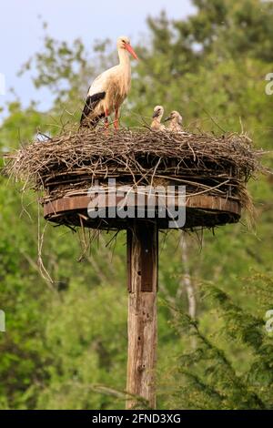 Dülmen, NRW, Allemagne. 16 mai 2020. Une femelle sauvage de ciconie blanche (Ciconia ciconia) a tendance à ses trois juvéniles dans leur nid. Les cigognes blanches sont de retour aux mêmes sites de nidification pour la reproduction dans cette région depuis de nombreuses années. Beaucoup, comme cette femelle, ont été annelés pour suivre leur migration annuelle - cette femelle, étiquetée 7X814 est de retour chaque année depuis 2016 avec un mâle appelé 'Eugen'. Credit: Imagetraceur/Alamy Live News Banque D'Images