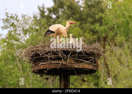 Dülmen, NRW, Allemagne. 16 mai 2020. Une femelle sauvage de ciconie blanche (Ciconia ciconia) a tendance à ses trois juvéniles dans leur nid. Les cigognes blanches sont de retour aux mêmes sites de nidification pour la reproduction dans cette région depuis de nombreuses années. Beaucoup, comme cette femelle, ont été annelés pour suivre leur migration annuelle - cette femelle, étiquetée 7X814 est de retour chaque année depuis 2016 avec un mâle appelé 'Eugen'. Credit: Imagetraceur/Alamy Live News Banque D'Images