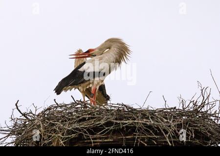 Dülmen, NRW, Allemagne. 16 mai 2020. Le mâle retourne brièvement au nid avant de prendre l'avion pour apporter plus de nourriture à la famille. Une femelle sauvage de ciconie blanche (Ciconia ciconia) a tendance à ses trois juvéniles dans leur nid. Les cigognes blanches sont de retour aux mêmes sites de nidification pour la reproduction dans cette région depuis de nombreuses années. Beaucoup, comme cette femelle, ont été annelés pour suivre leur migration annuelle - cette femelle, étiquetée 7X814 est de retour chaque année depuis 2016 avec un mâle appelé 'Eugen'. Credit: Imagetraceur/Alamy Live News Banque D'Images