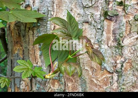 Feuilles et écorce d'un vieux sycomore (Acer pseudoplatanus) Banque D'Images