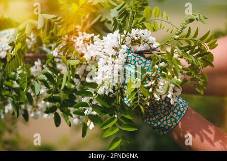 Cueillette de fleurs d'acacia. Les mains de femme touchant des fleurs d'acacia fraîches sur l'arbre pendant la récolte au printemps, foyer sélectif Banque D'Images