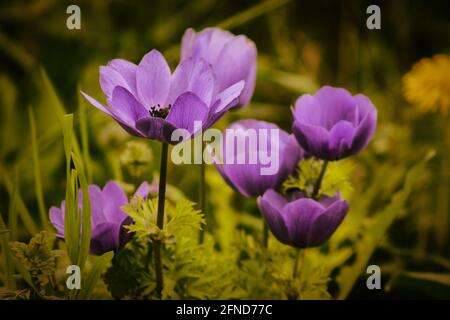 Coquelicot anemona dans un habitat naturel, image en gros plan Banque D'Images