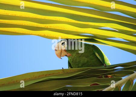 Perroquet hispaniolan/arbre de paume amazona ventralis Banque D'Images