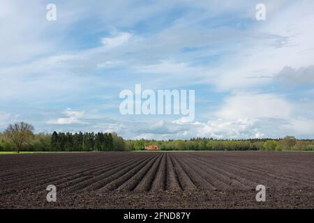 Paysage rural au printemps avec champ, préparé pour la culture de lys, sous ciel bleu avec des nuages, à distance une ferme carrelée de rouge et une forêt Banque D'Images