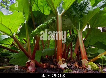 Gros plan de Rhubarb croissant dans un jardin de cuisine, vu d'un point de vue bas Banque D'Images