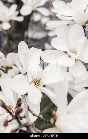 Gros plan sur les fleurs de magnolia en étoile blanche. Magnolia stellata fleurir au début du printemps dans le jardin, parc. Arbre décoratif japonais. Sélectif Banque D'Images