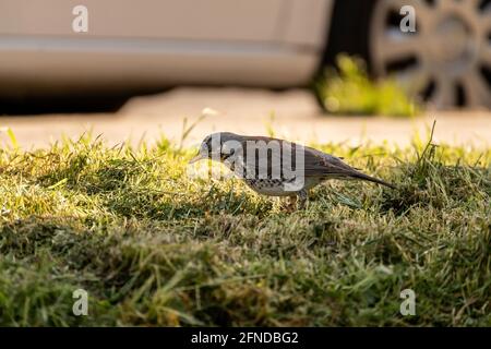 Fieldfare, une espèce de Thrushes Turdidae oiseau à la recherche de ver dans l'herbe. Turdus pilaris sur l'herbe sous le soleil du matin Banque D'Images