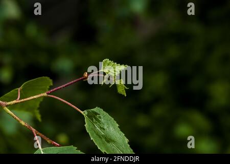 Les bourgeons foliaires s'ouvrent sur les arbres au printemps. Gonflement des reins au début du printemps. Les jeunes reins verts commencent à se développer et à s'ouvrir. Banque D'Images