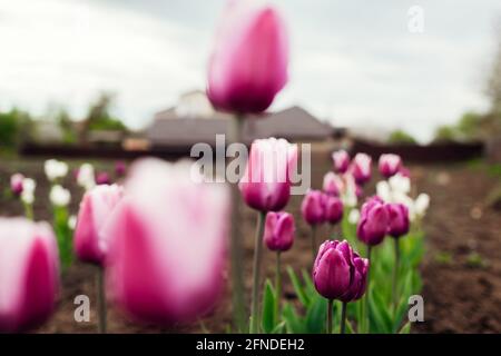 Gros plan de tulipes violettes poussant dans le jardin de printemps. Drapeau violet et variété Argos. Fleurs fleuries sur le lit de fleurs en mai Banque D'Images