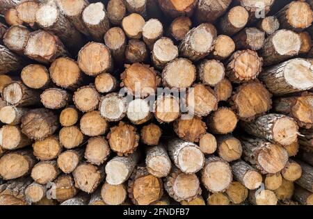 bois, arbre, bois, tronc, forêt, pieu de bois, destruction, duvet, matériau, industrie, bois, pieu, pin, coupe, bois de chauffage, exploitation forestière, texture, extérieur, woode Banque D'Images