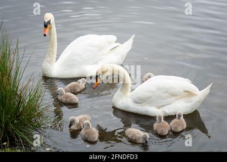 Cygnets blancs Mute Swan avec rafle et stylo Banque D'Images