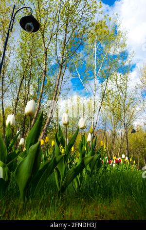 Vue de fond de nombreux tulipes blanches dans le parc. Ciel bleu derrière les fleurs. La photo a été prise en plein jour. Banque D'Images