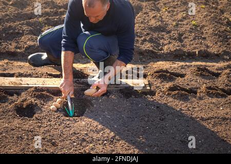 Homme caucasien qui s'accroupette dans le champ, et qui plante de la pomme de terre dans un trou dans le sol, creusant avec une houe de jardin Banque D'Images