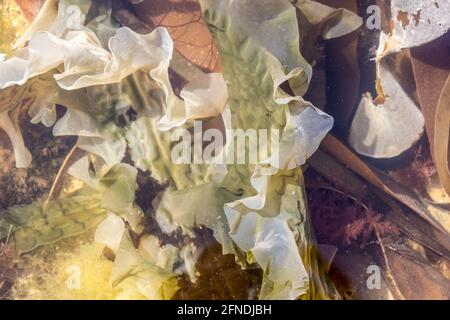 Algues rouges, soit Rhodophyta, algues, Kimmeridge Ledge, Kimmeridge Bay, île de Purbeck, Jurassic Coast, Dorset, Royaume-Uni Banque D'Images