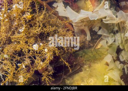 Algues rouges, soit Rhodophyta, algues, Kimmeridge Ledge, Kimmeridge Bay, île de Purbeck, Jurassic Coast, Dorset, Royaume-Uni Banque D'Images