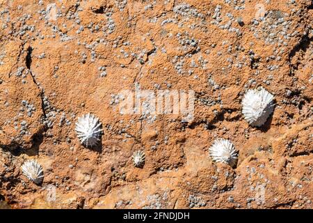 Animaux de compagnie, barnacles, marina de Caloplaca, lichen de mer orange sur le front de roche, baie de Kimmeridge, île de Purbeck, côte jurassique, Dorset, ROYAUME-UNI Banque D'Images