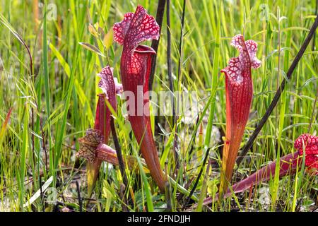 Sarracenia x mitcelliana, plante de pichet hybride, Sarracenia leucophylla x Sarracenia rosea, FL, AL, USA, par James D Coppinger/Dembinsky photo Assoc Banque D'Images