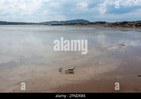 Une brebis et ses agneaux traversent le Strand, l'île de Colonsay. L'île d'Oransay est accessible en traversant le Strand à pied ou en véhicule à marée basse. Banque D'Images