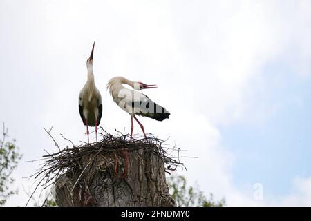 Une paire de cigognes blanches se tient dans les yeux de nid sur une bûche et fait vibrer leurs becs Ciconia ciconia Banque D'Images